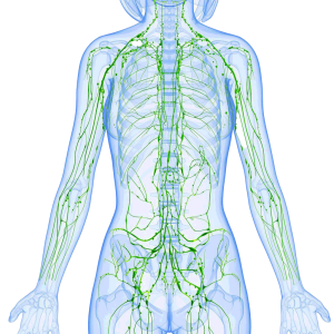 Sistema linfático humano